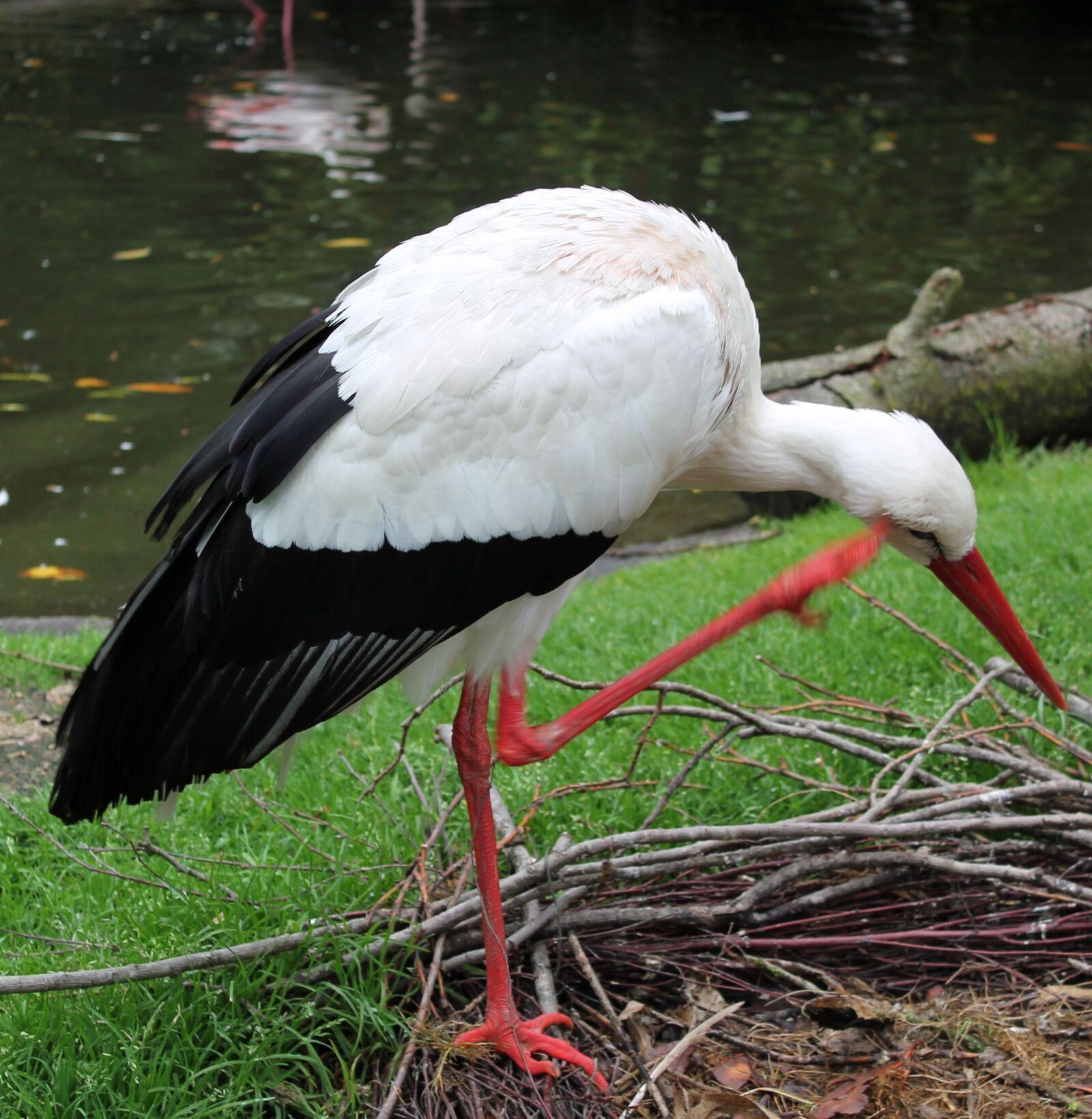 Canon EOS 1100D (EOS Rebel T3 / EOS Kiss X50) sample photo. Stork, nature, bird photography