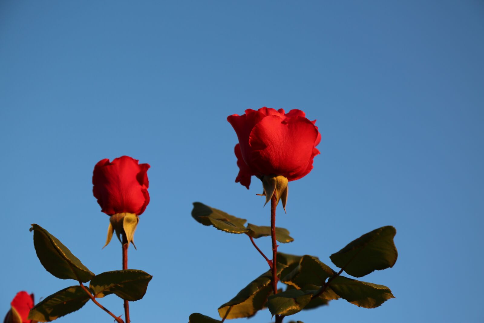 Canon EF 24-105mm F4L IS USM sample photo. Rose, two of the photography