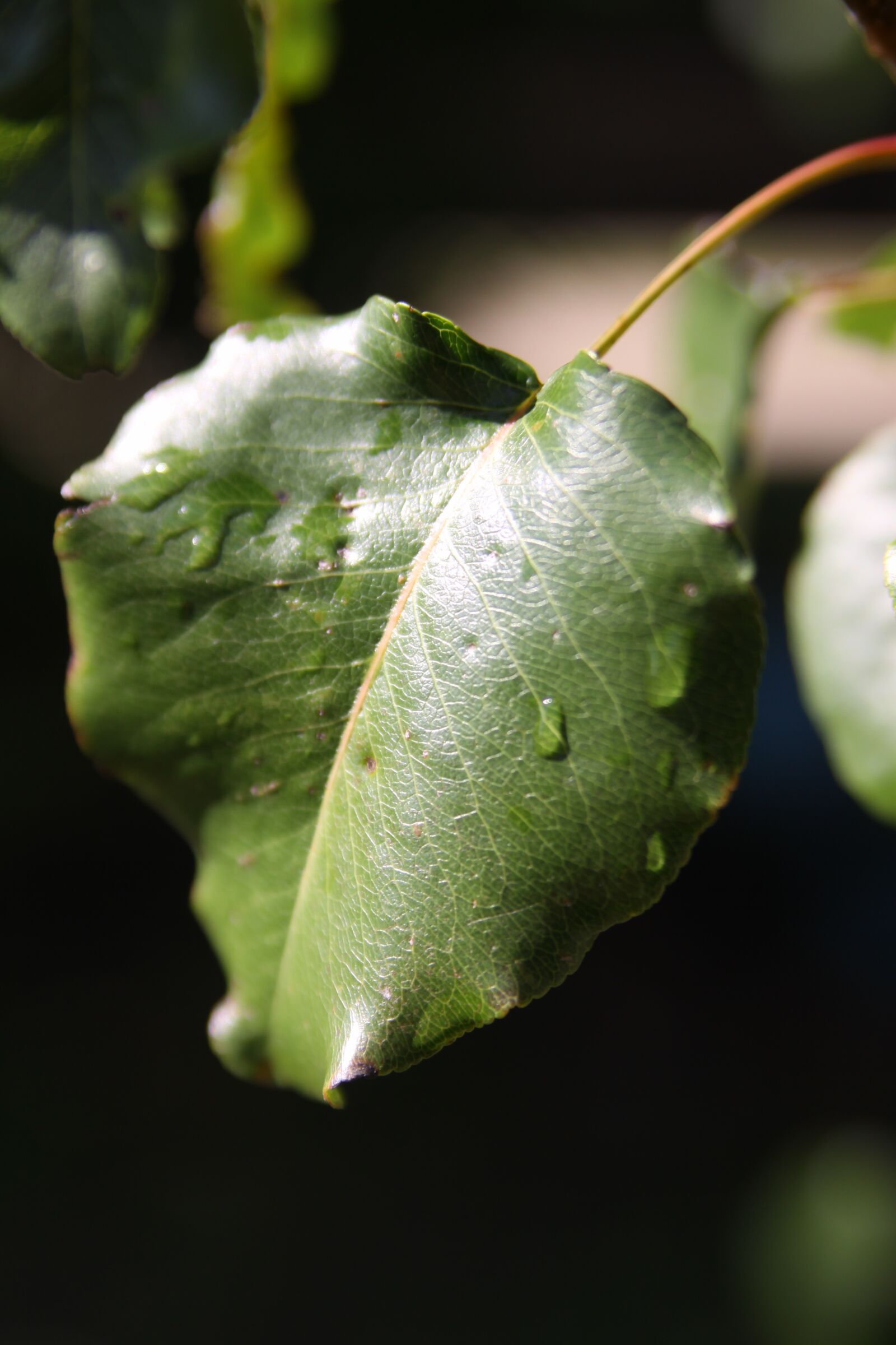 Canon EOS 50D sample photo. Leaf, tree, water photography