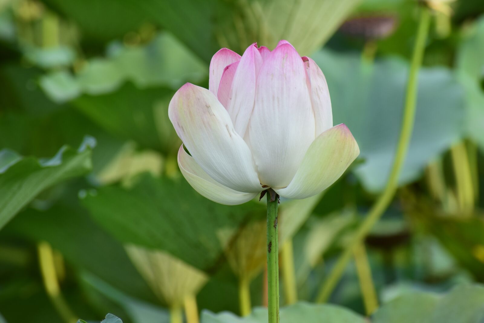Nikon D3300 sample photo. Floral, flower, lotus photography
