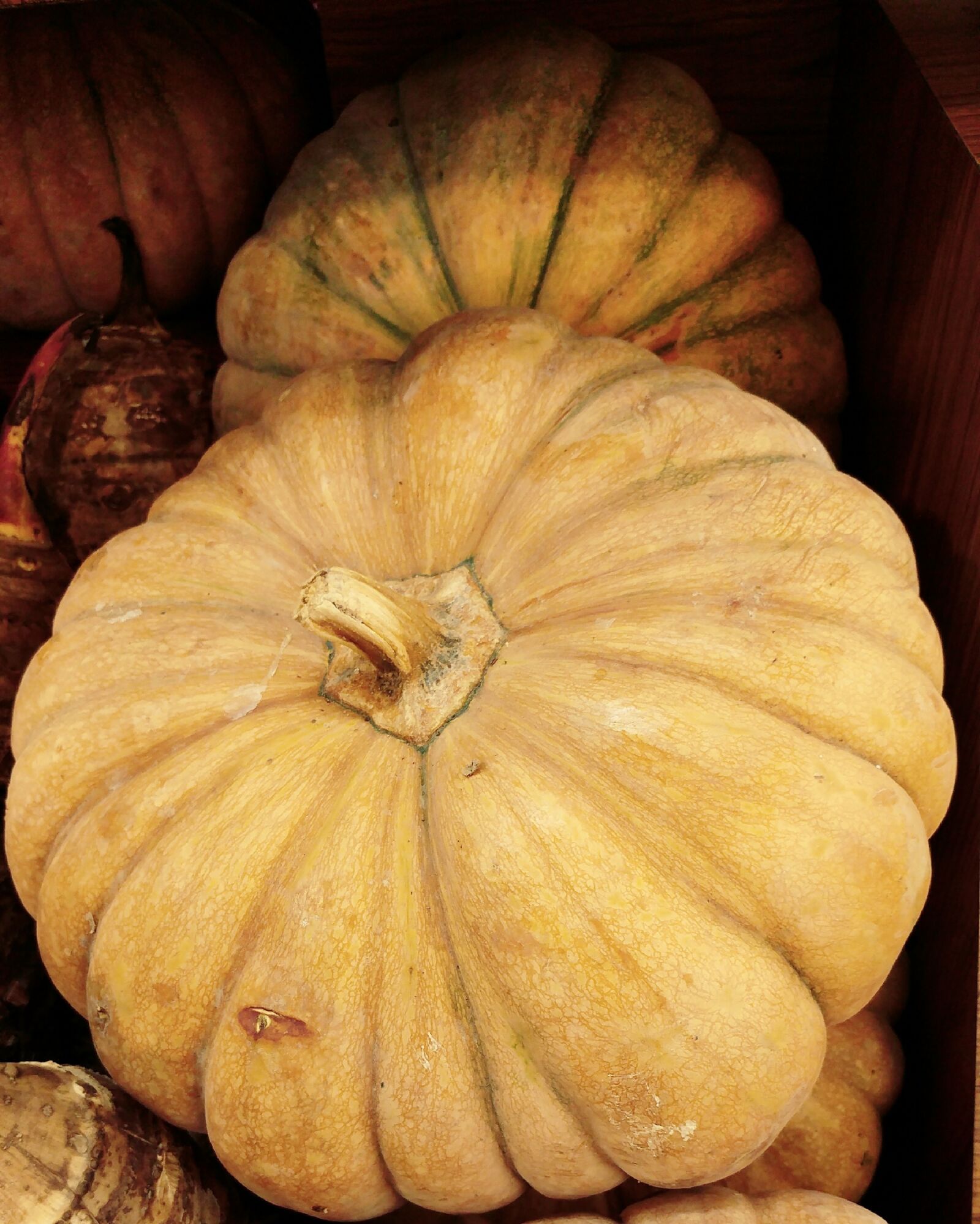 LG G5 sample photo. Pumpkin, harvest, halloween photography