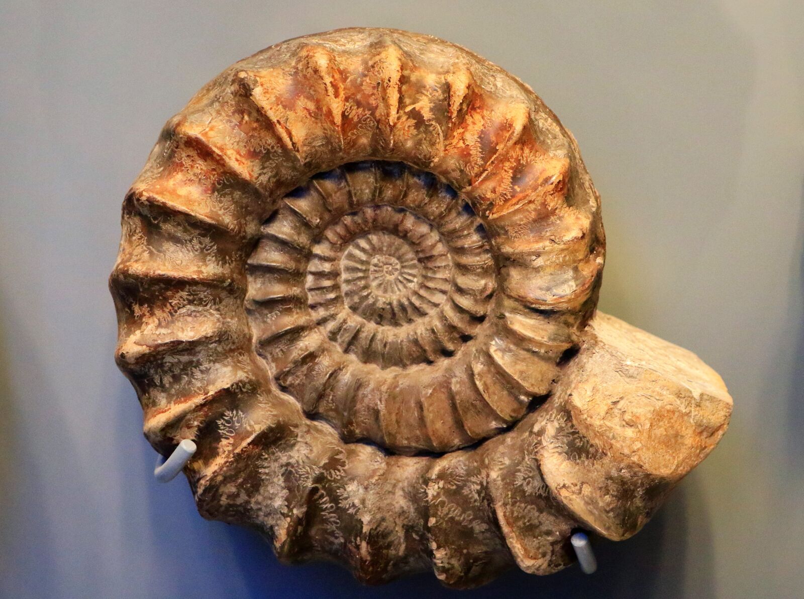 Canon EOS 7D Mark II sample photo. Ammonit, petrification, fossil photography