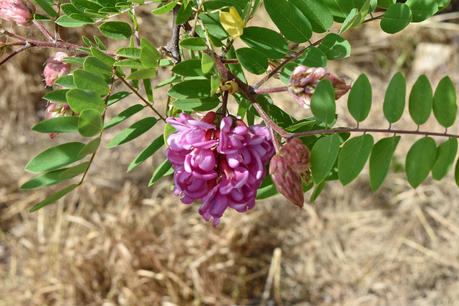 Nikon D5500 sample photo. Acacia, pink, leaf, shrub photography