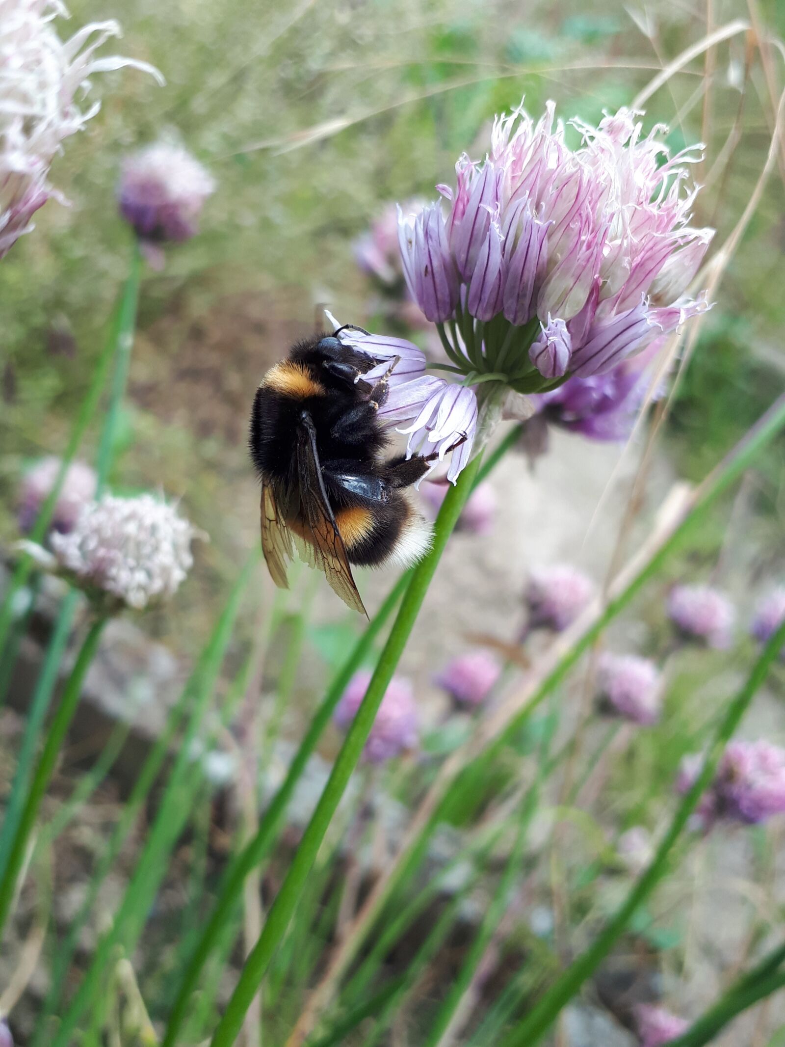 Samsung Galaxy A5(2017) sample photo. Hummel, flower, purple photography