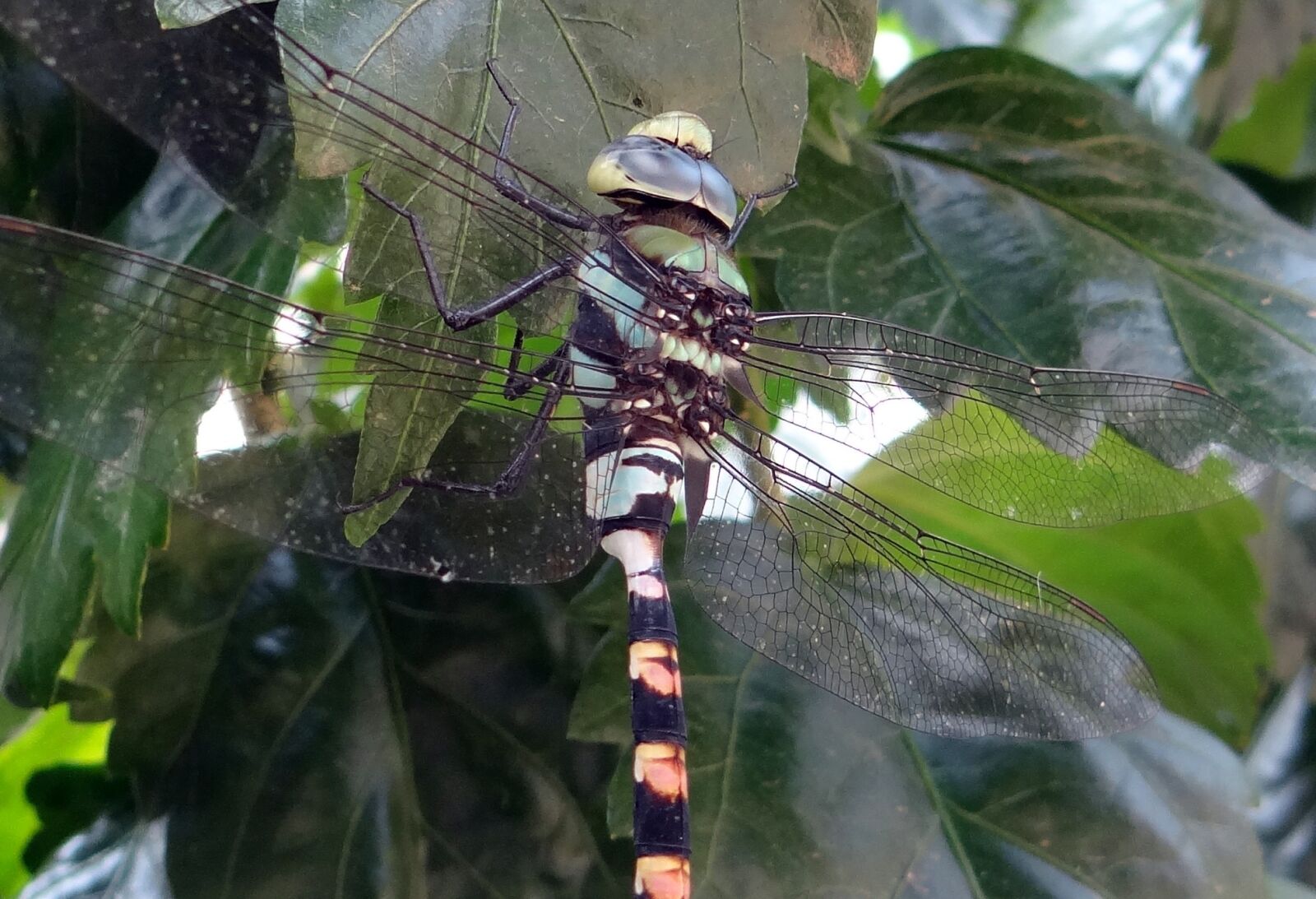 Sony DSC-HX200V sample photo. Dragonfly, common clubtail, ictinogomphus photography