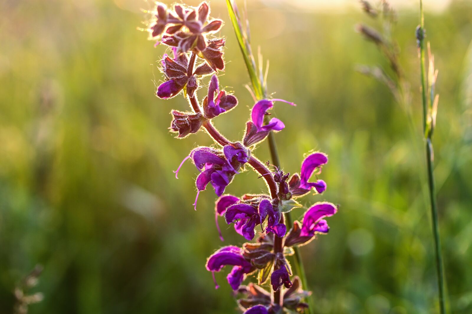 Canon EF-S 60mm F2.8 Macro USM sample photo. Salvia, purple flower, meadow photography