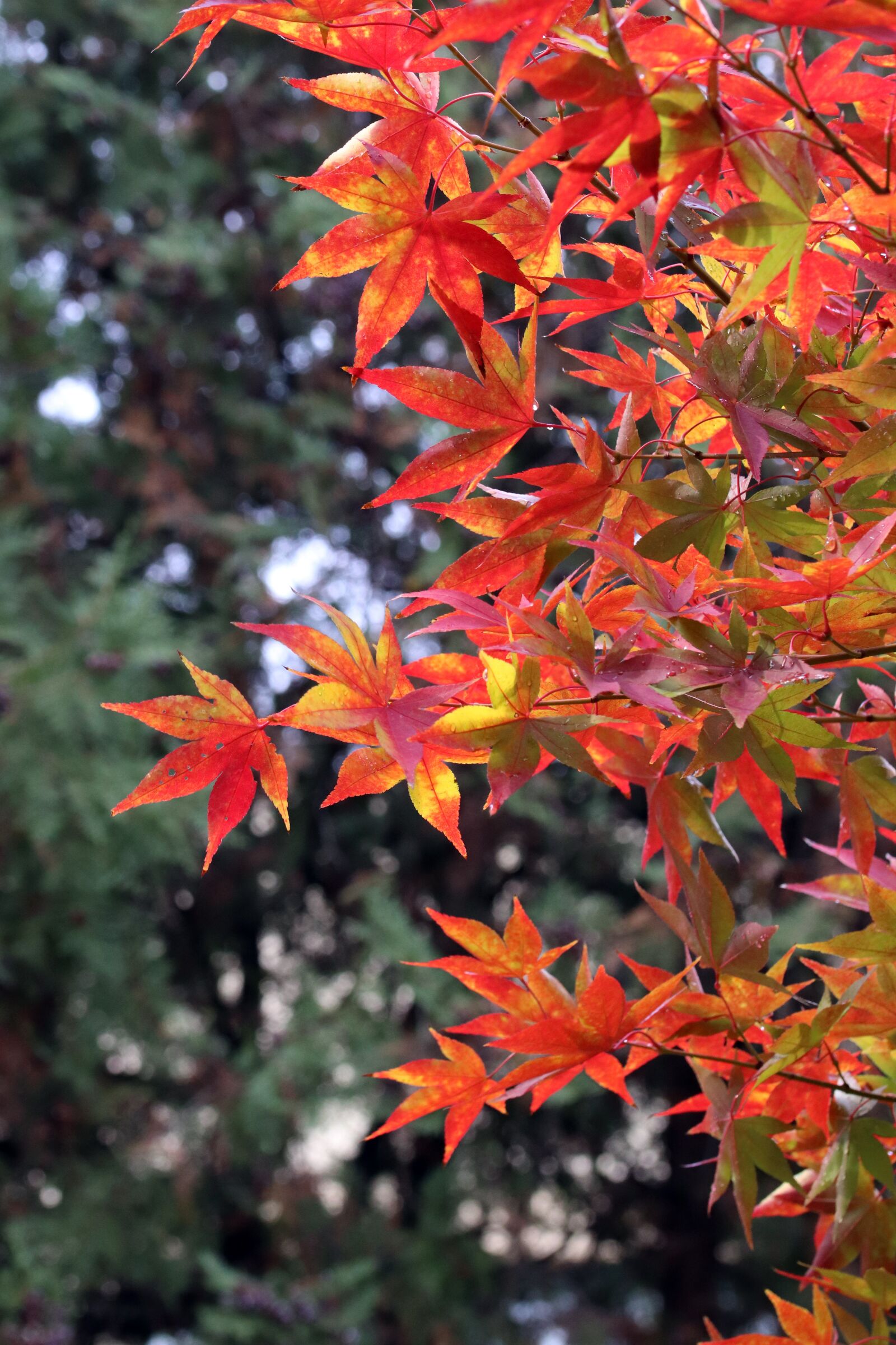 Canon EOS 800D (EOS Rebel T7i / EOS Kiss X9i) sample photo. Autumn, autumn leaves, colorful photography