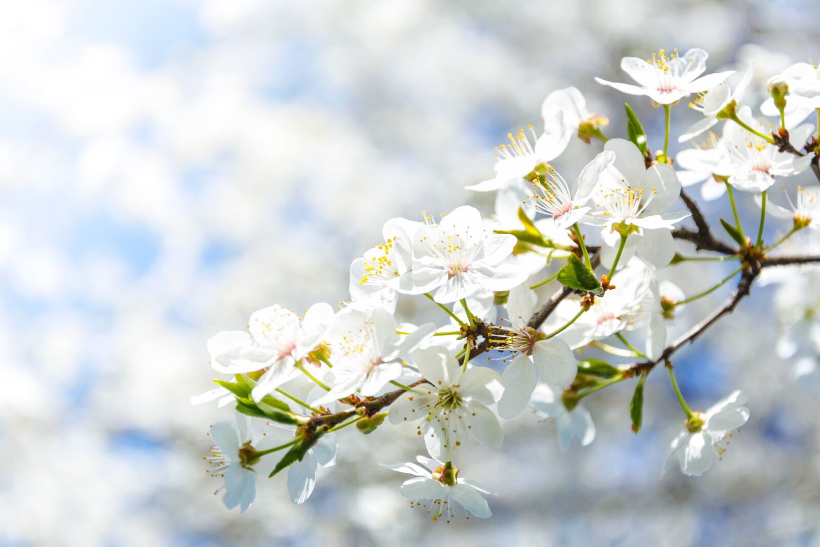Nikon D7100 sample photo. Flowering crabapple, flower, cherry photography