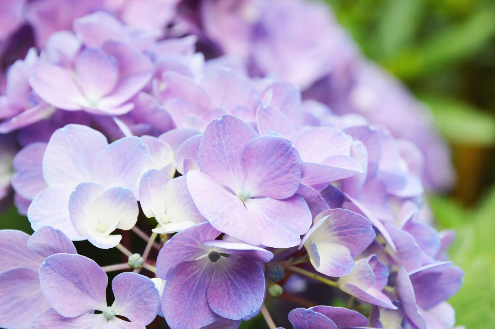 Nikon D3200 sample photo. Hydrangea, purple, fresh photography