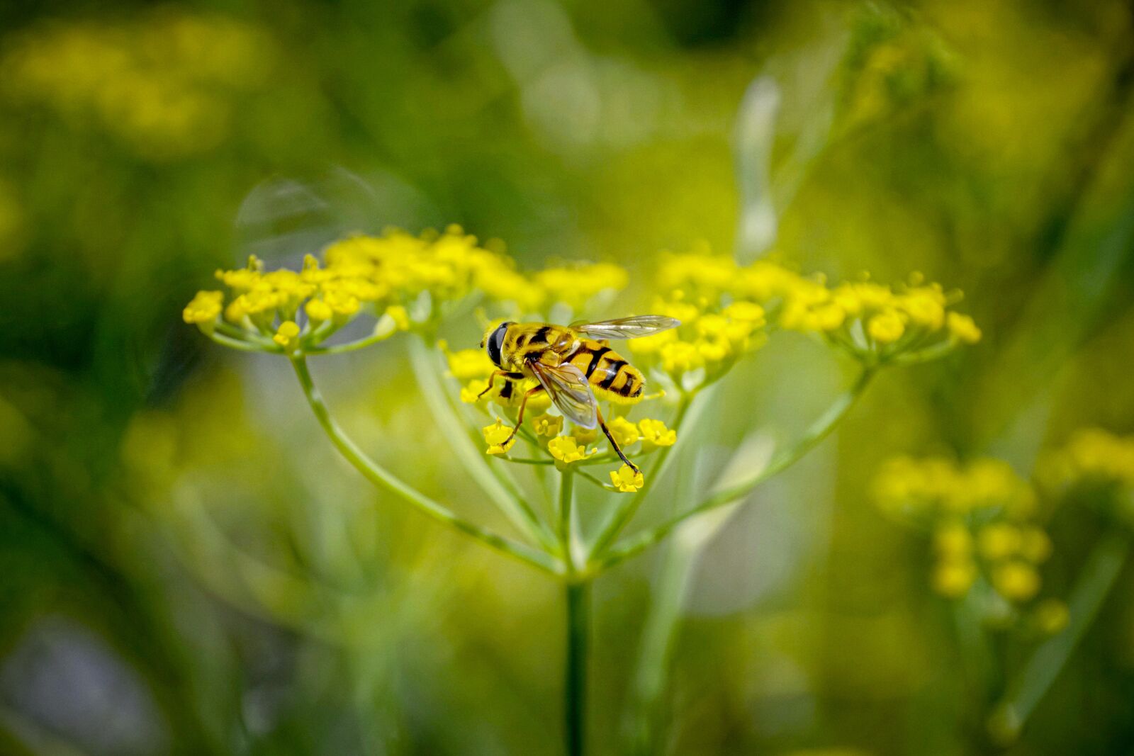 Sony DT 18-135mm F3.5-5.6 SAM sample photo. Hover fly, schwirrfliege, insect photography