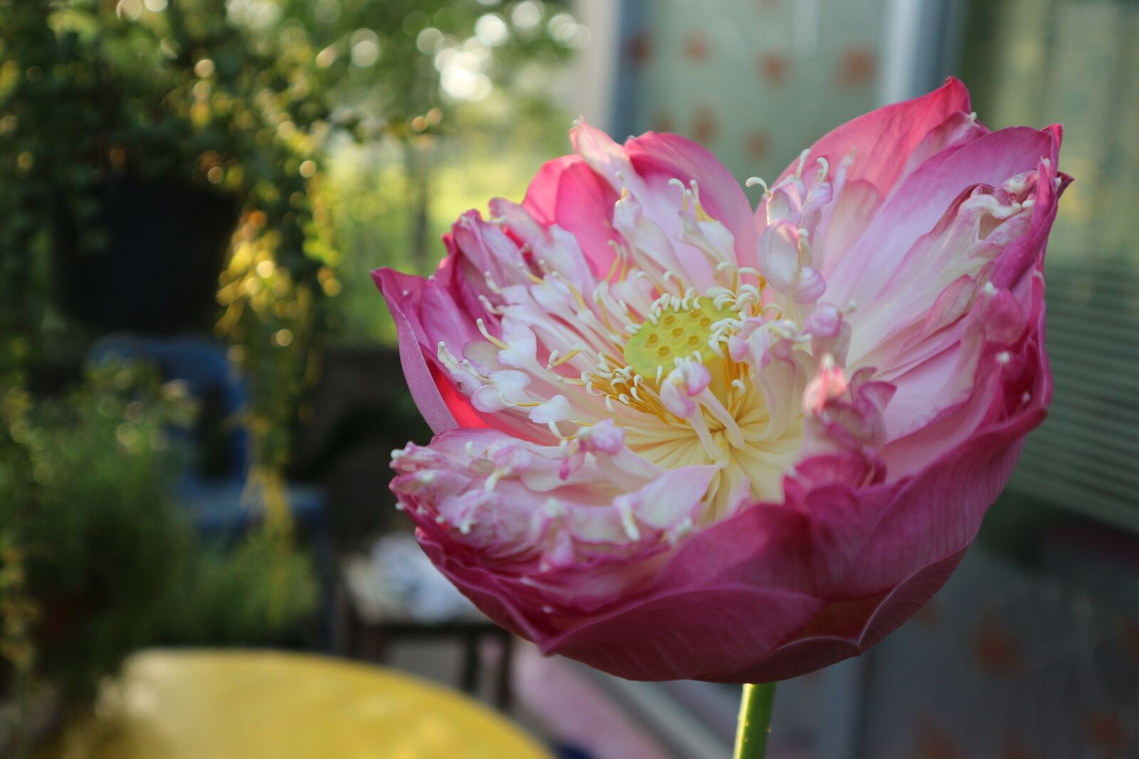 Canon EOS M10 sample photo. Lotus, pink, open photography