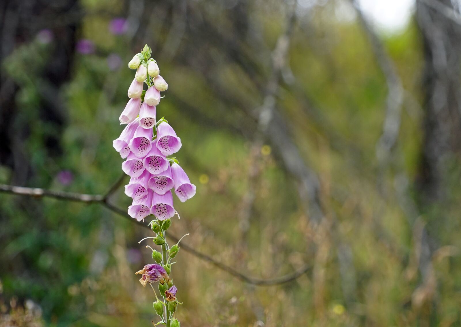 Sony a7 + Sony FE 24-240mm F3.5-6.3 OSS sample photo. Thimble, flower, plant photography