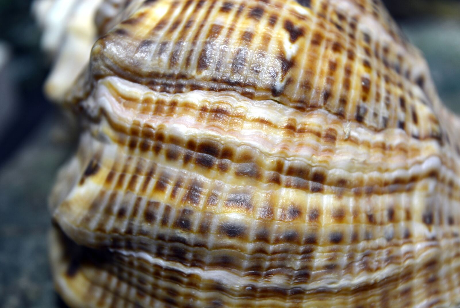 Nikon D5200 sample photo. Shell, sea, sand photography