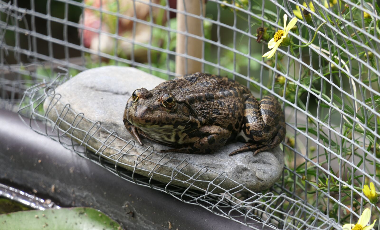 Panasonic Lumix DMC-FZ2500 (Lumix DMC-FZ2000) sample photo. Frog, amphibian, pond photography