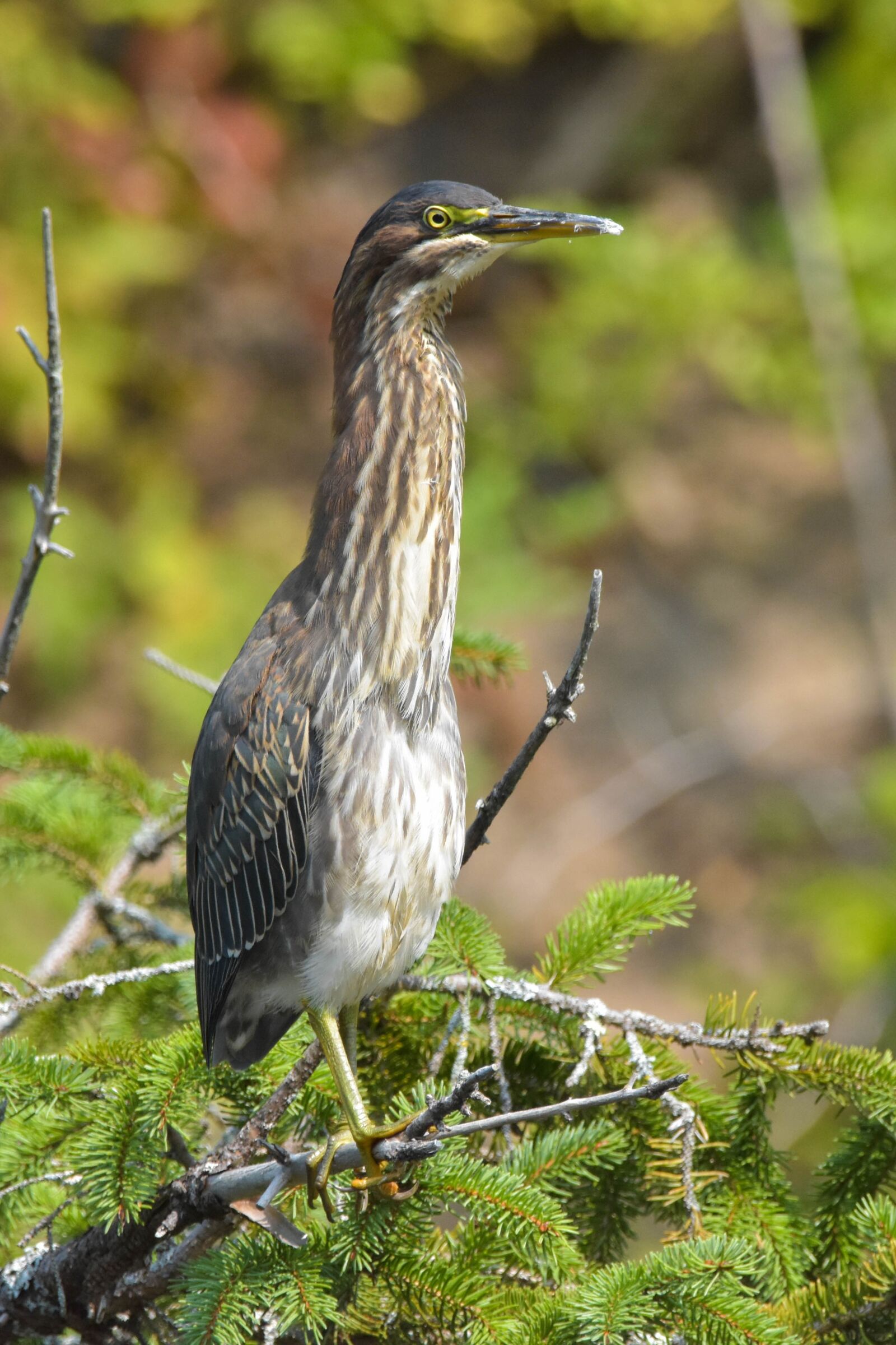 Nikon D3400 sample photo. Green heron, heron, bird photography