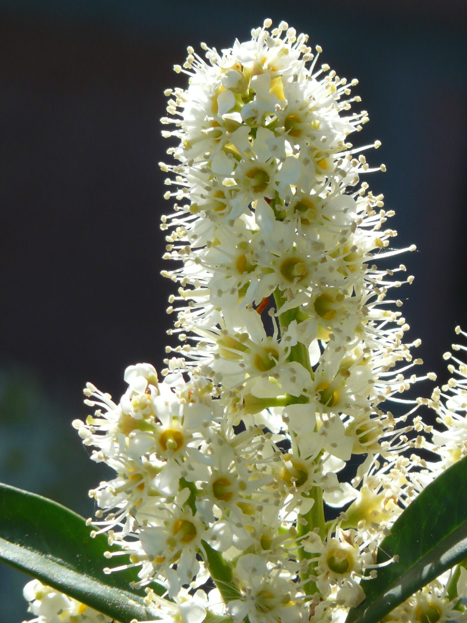 Panasonic DMC-FZ18 sample photo. Prunus laurocerasus, bush, blossom photography