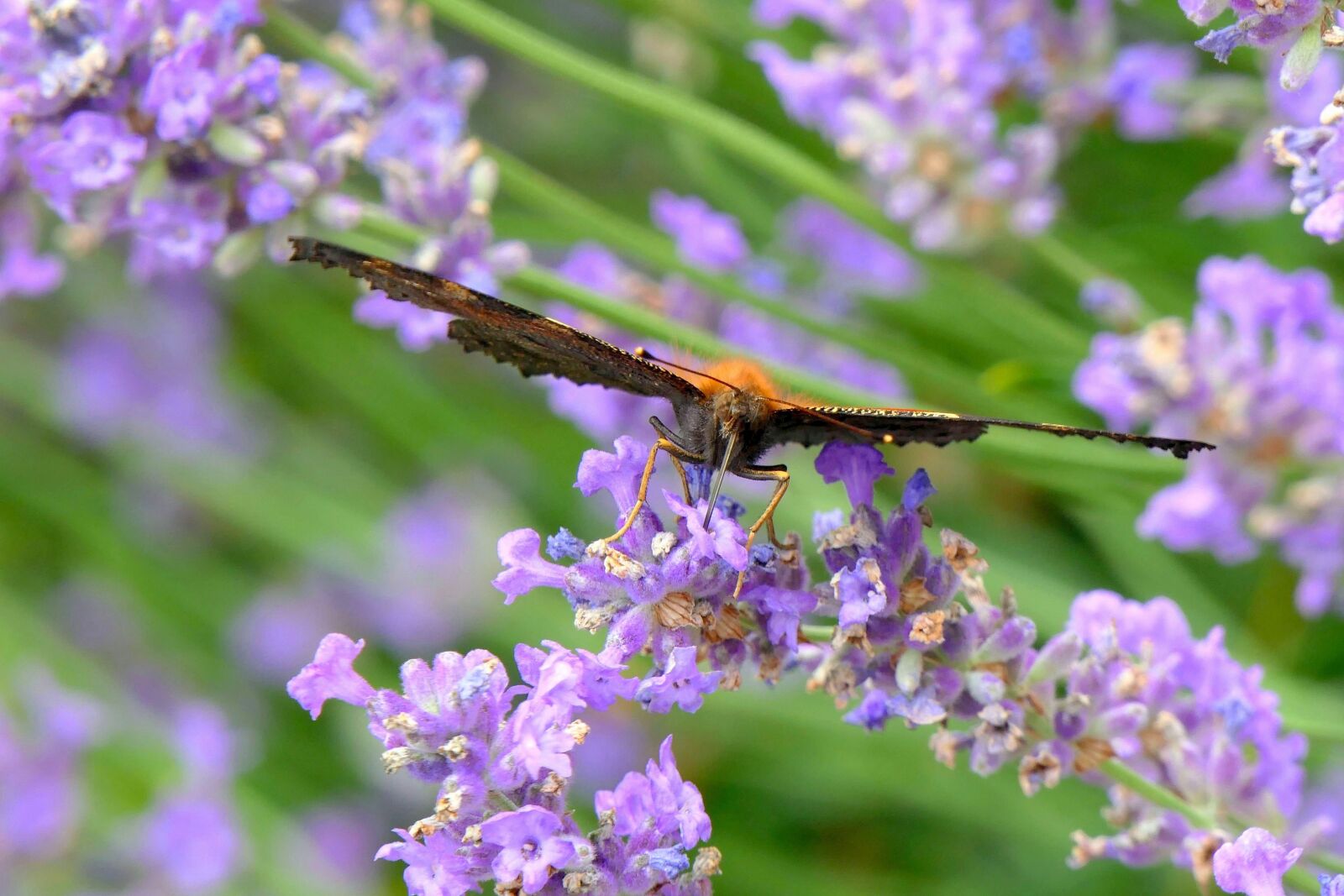 Panasonic Lumix DMC-FZ2500 (Lumix DMC-FZ2000) sample photo. Butterfly, peacock butterfly, insect photography