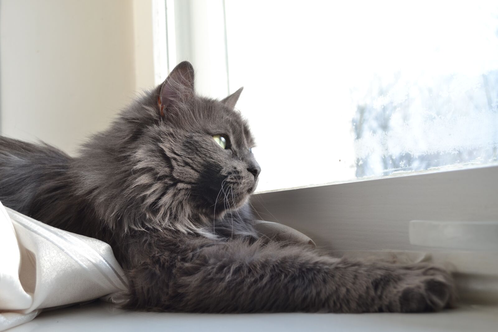Nikon D3100 sample photo. Cat, gray cat, nature photography