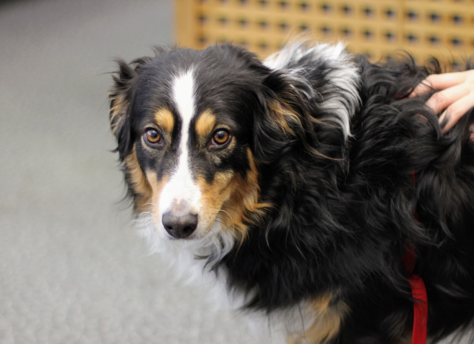 Canon EOS 60D + Canon EF 50mm F1.4 USM sample photo. Dog, collie, border collie photography