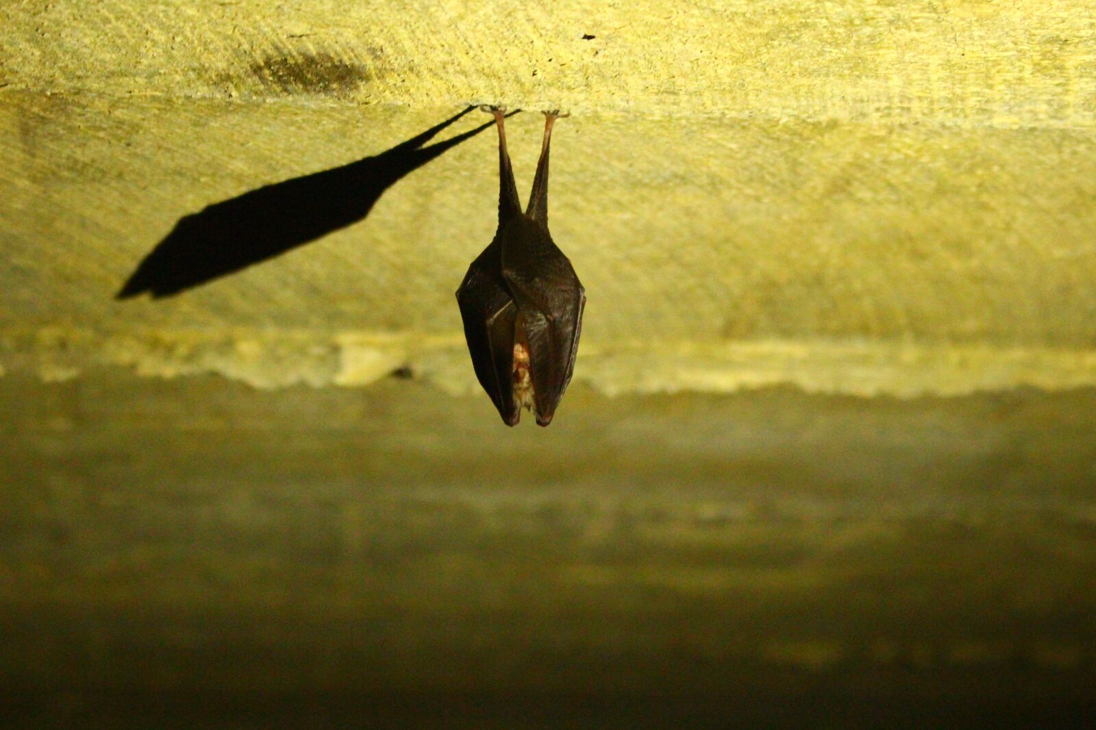 Canon EOS 100D (EOS Rebel SL1 / EOS Kiss X7) sample photo. Bat, animals, cute photography