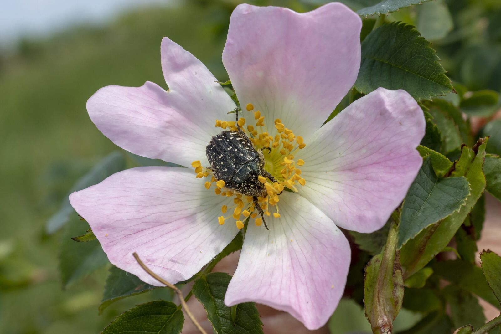 Canon EOS 1300D (EOS Rebel T6 / EOS Kiss X80) sample photo. Wildflower, brian, rose photography