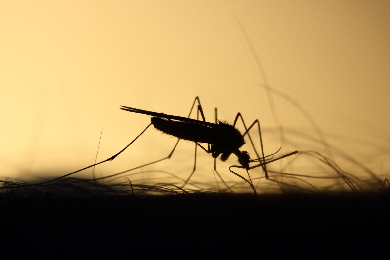 Canon EOS 550D (EOS Rebel T2i / EOS Kiss X4) sample photo. Mosquito, feeding, silhouette photography