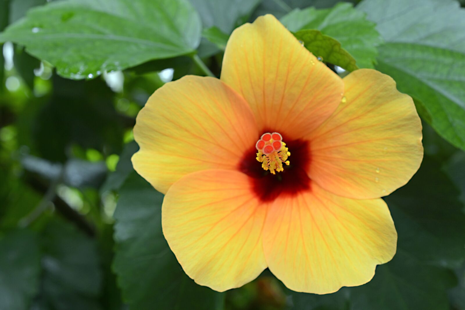 Nikon D7100 sample photo. Hibiscus, blossom, bloom photography