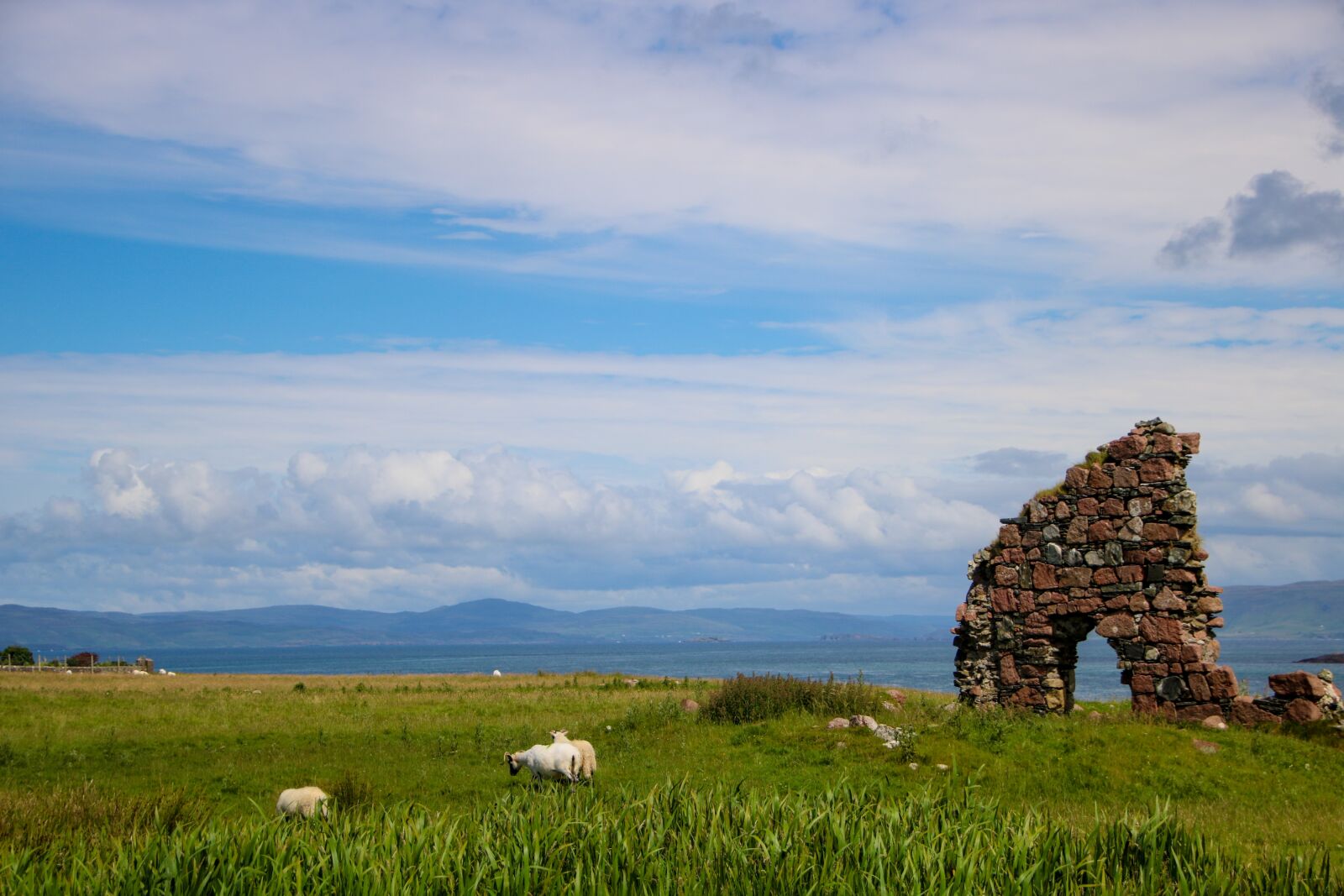 Canon EOS 750D (EOS Rebel T6i / EOS Kiss X8i) sample photo. Scotland, iona, sheep photography