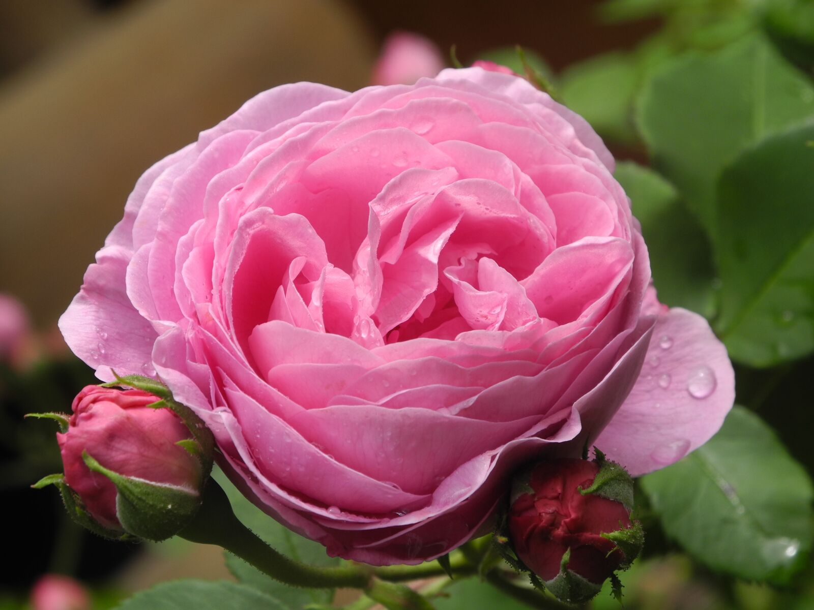 Nikon Coolpix P7000 sample photo. Rose, pink, nature photography