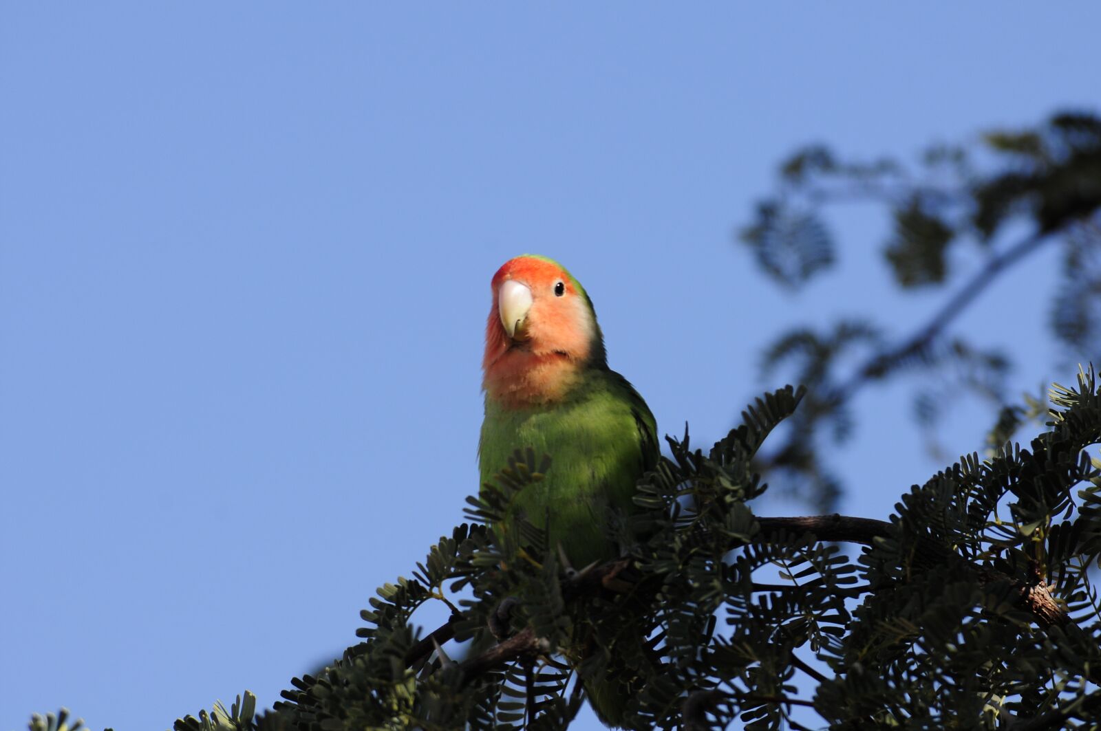 Nikon D300S sample photo. Nature, bird, tree photography
