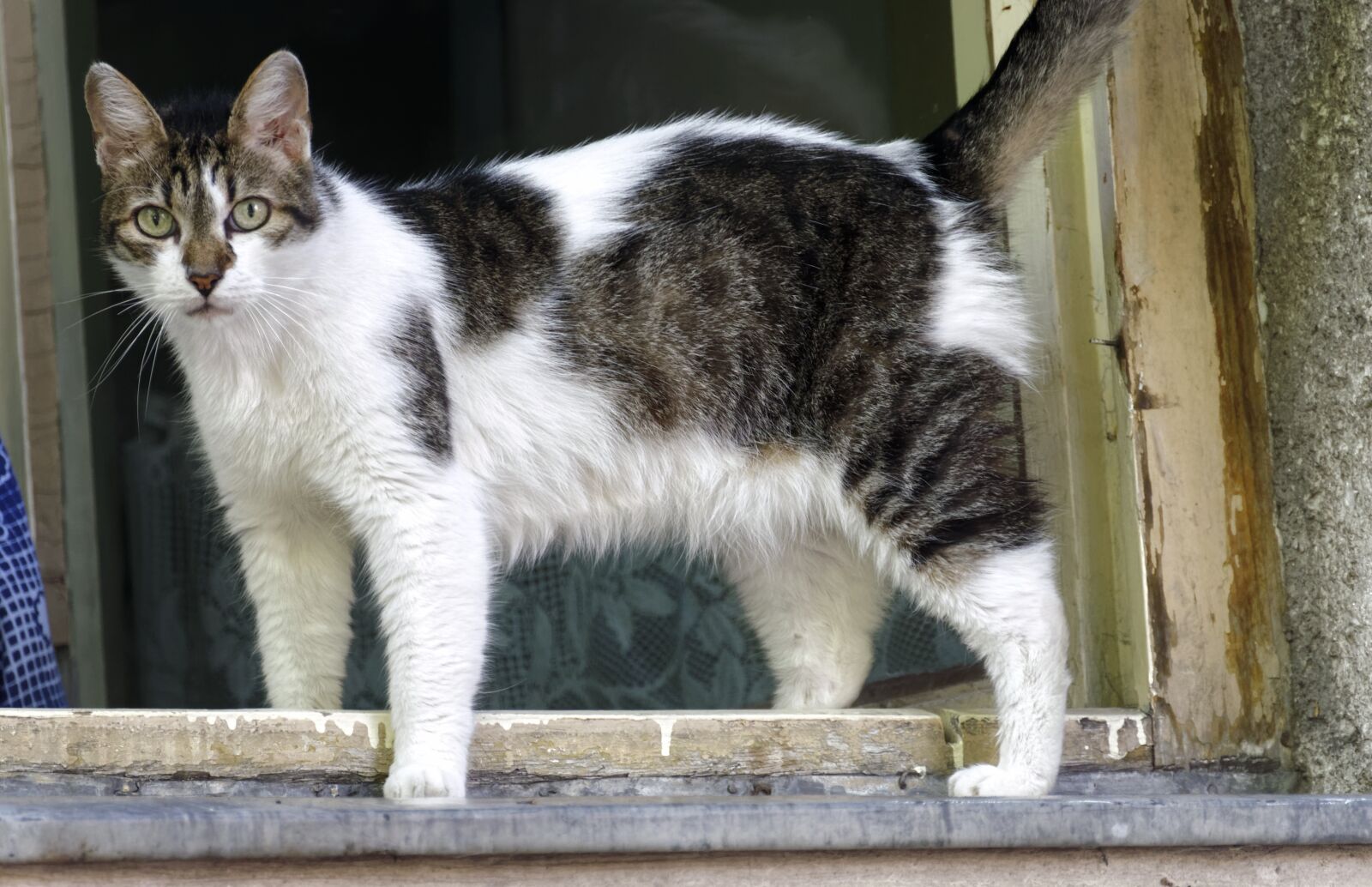 Nikon D5300 sample photo. Cat, pet, feline photography