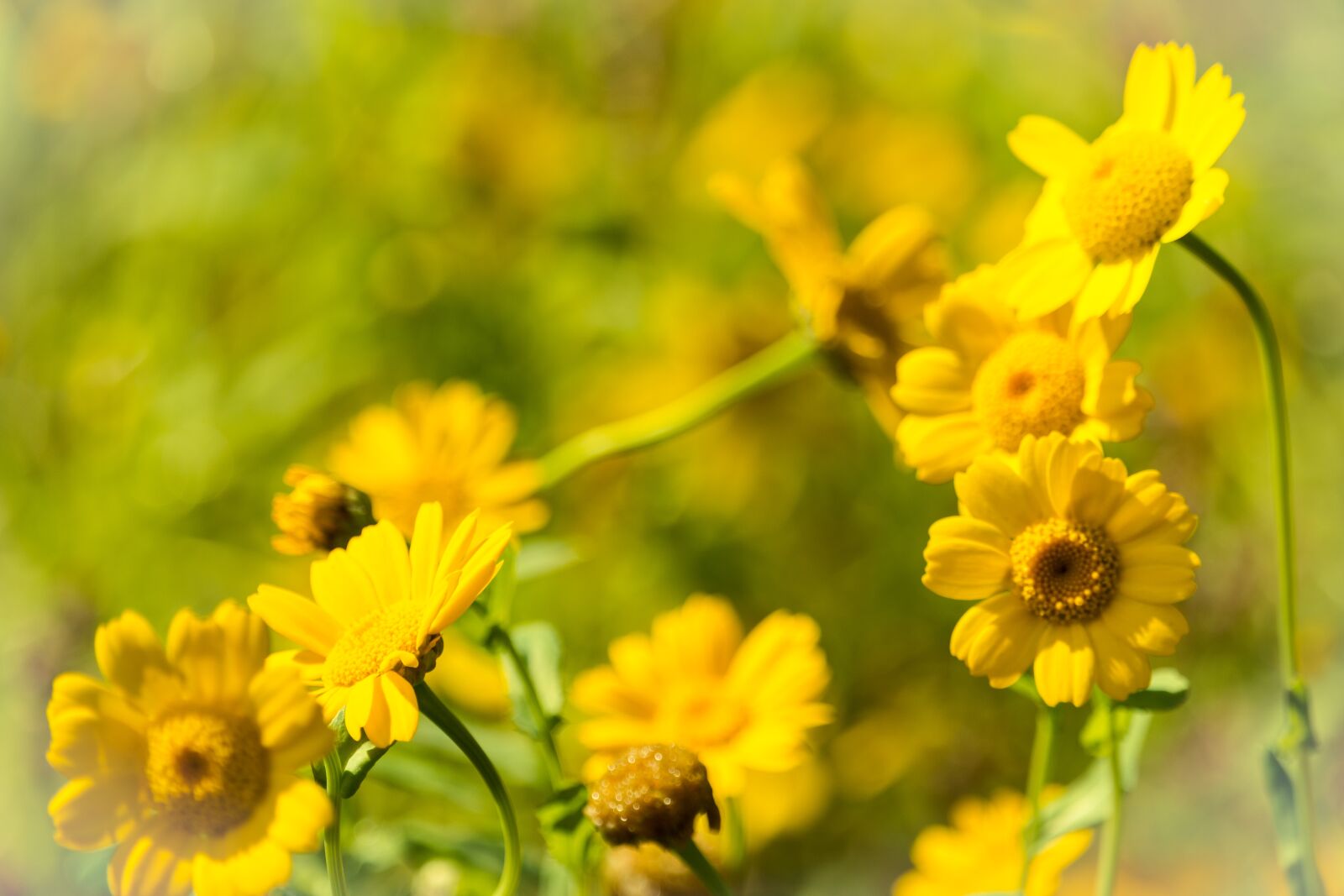 Canon EOS 70D + Canon EF-S 55-250mm F4-5.6 IS STM sample photo. Blurred, flowers, yellow photography