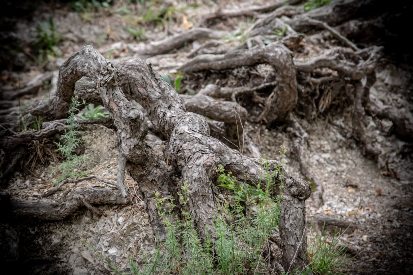 Nikon D3300 sample photo. Tree, routes, trees photography