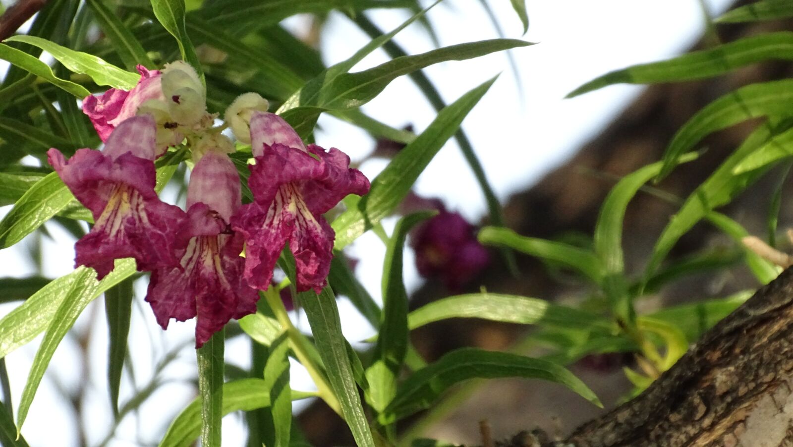 Sony Cyber-shot DSC-HX400V sample photo. Purple, flower, bloom photography