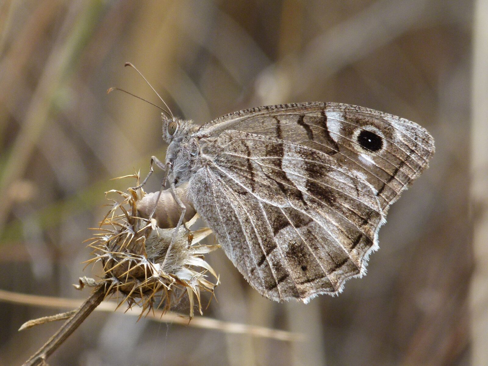 Leica V-Lux 2 sample photo. Butterfly, grey butterfly, dry photography