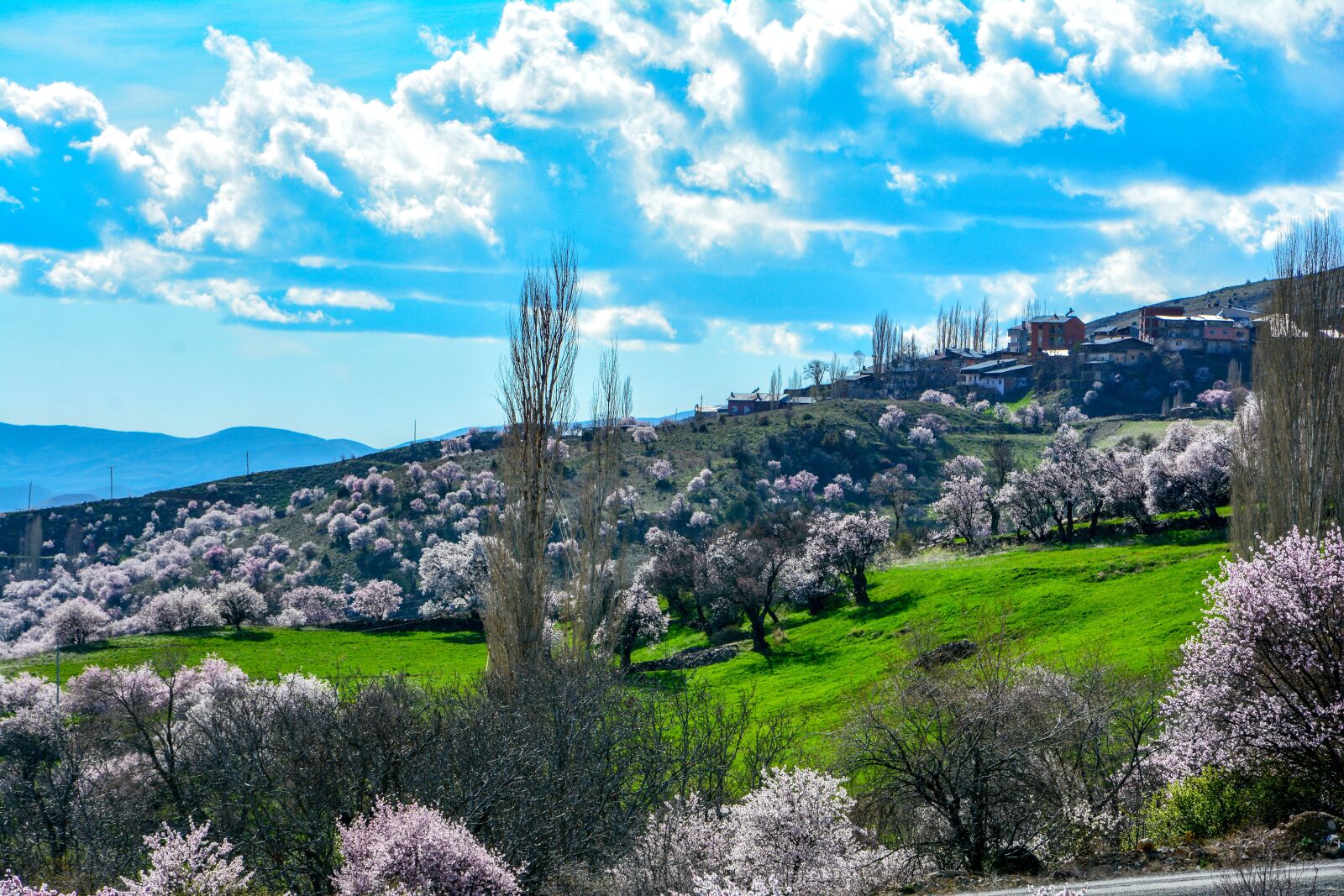Nikon D7100 sample photo. Spring, almond trees, almond photography