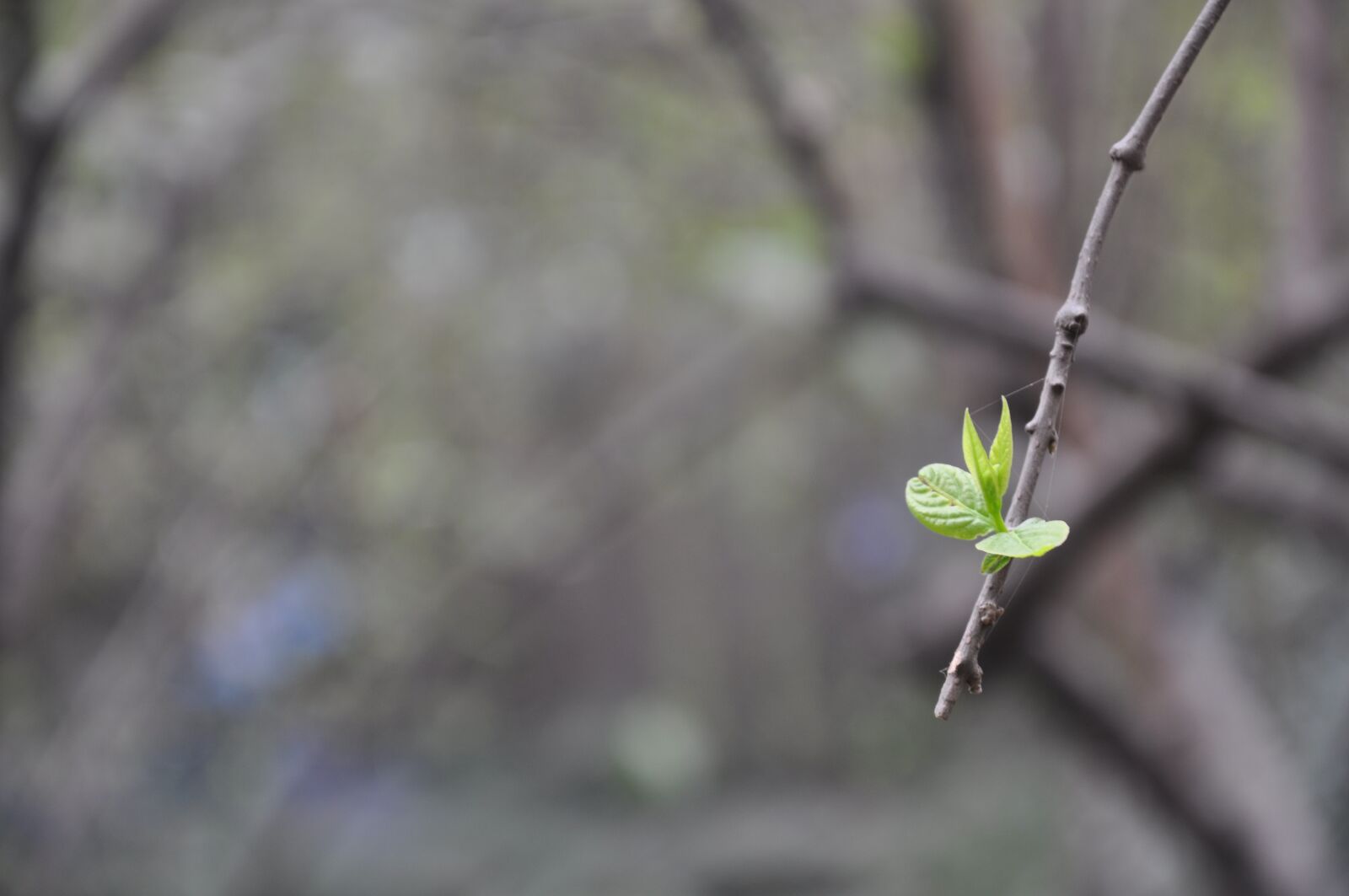 Nikon D90 sample photo. Green leaf, leaf, green photography