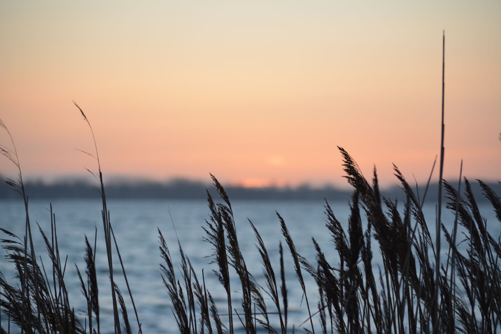 Nikon D5200 sample photo. Reed, sunset, north sea photography