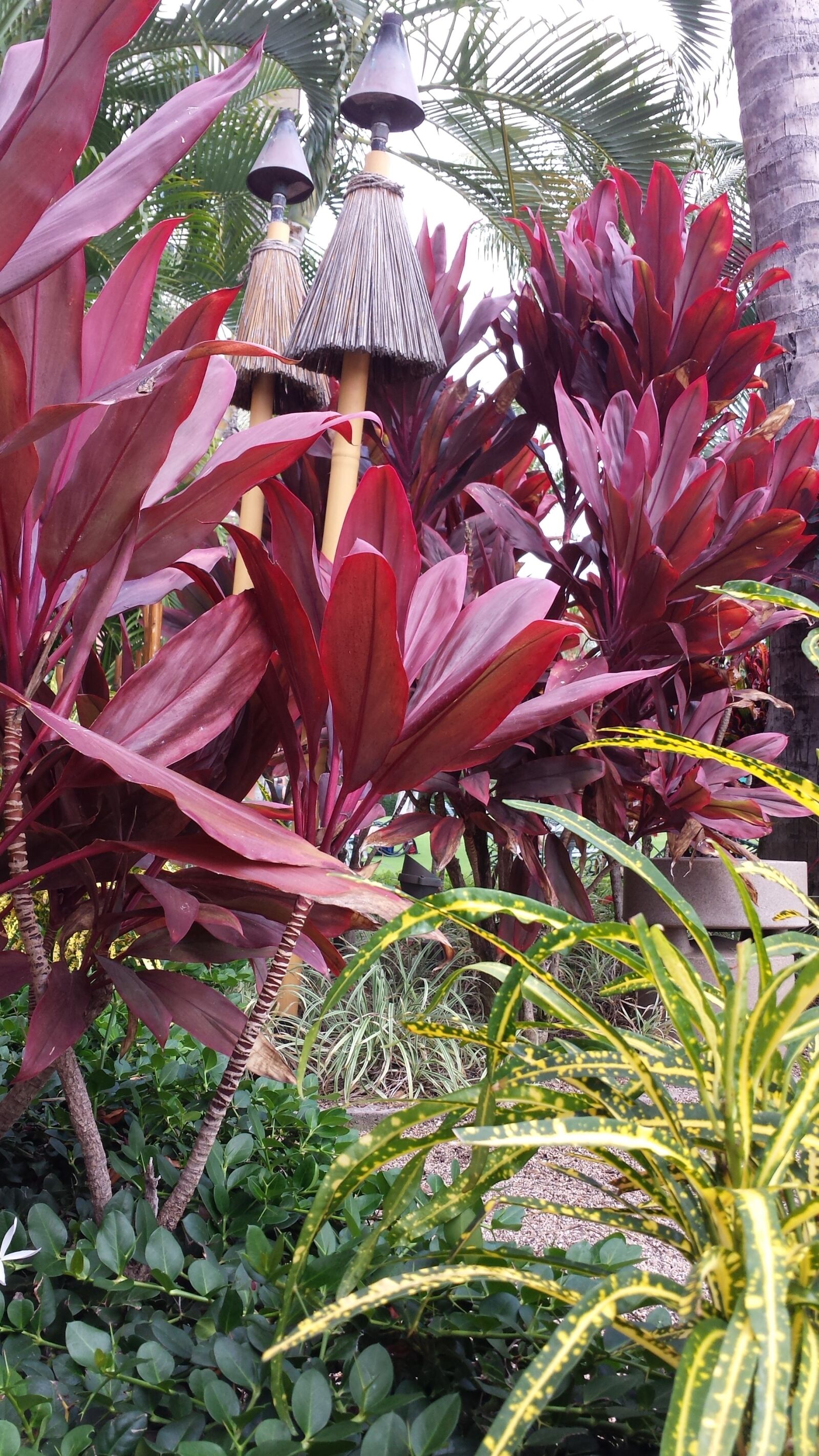 Samsung Galaxy S4 sample photo. Hawaii, plants, tropical photography