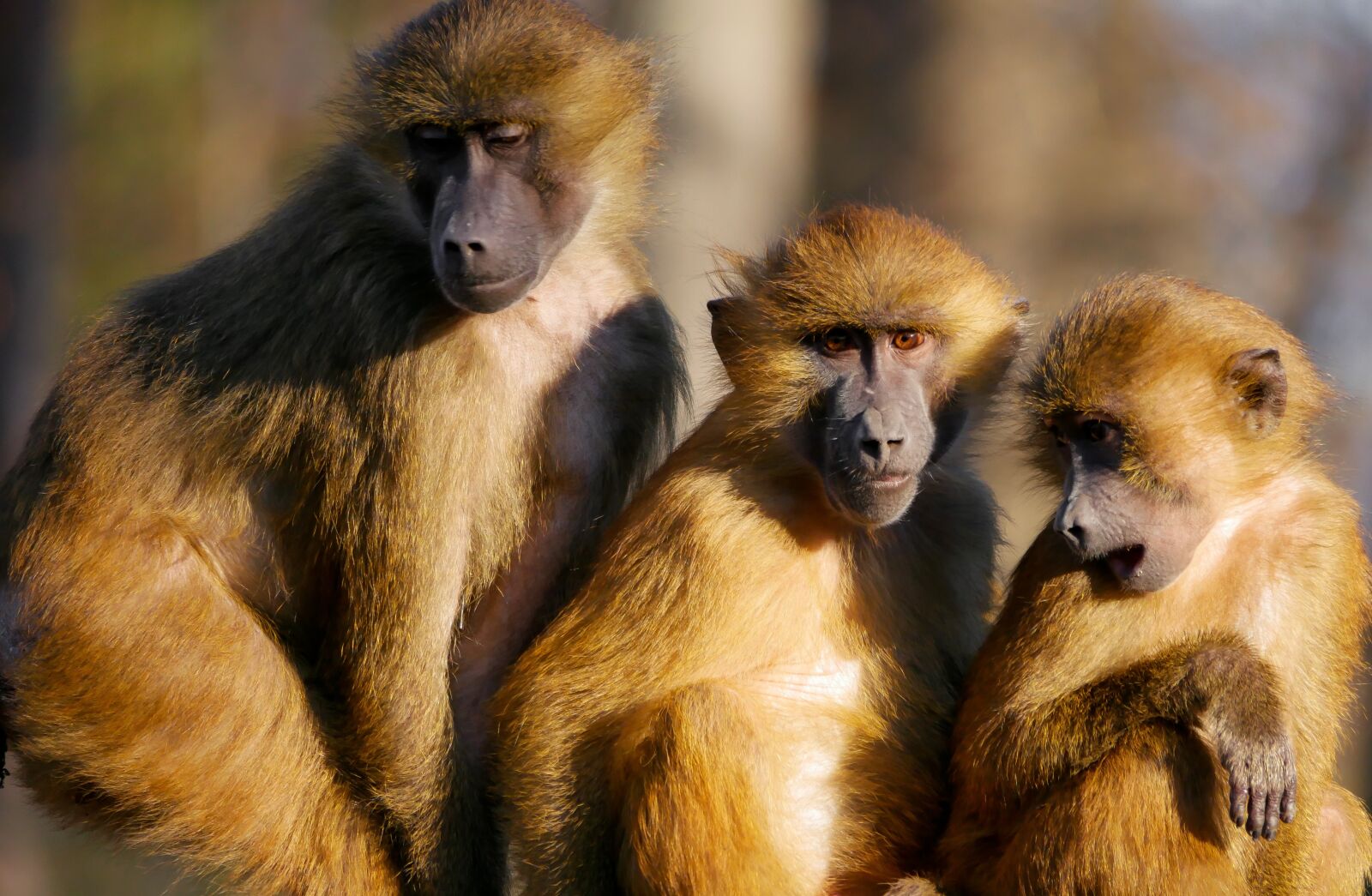 Panasonic Lumix G Vario 100-300mm F4-5.6 OIS sample photo. Animals, ape, berber monkeys photography
