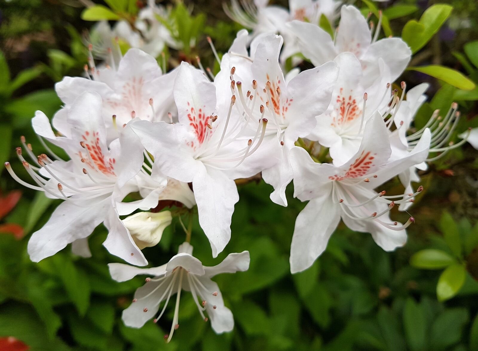 Samsung Galaxy S7 Edge sample photo. Azalea, flower, bloom photography