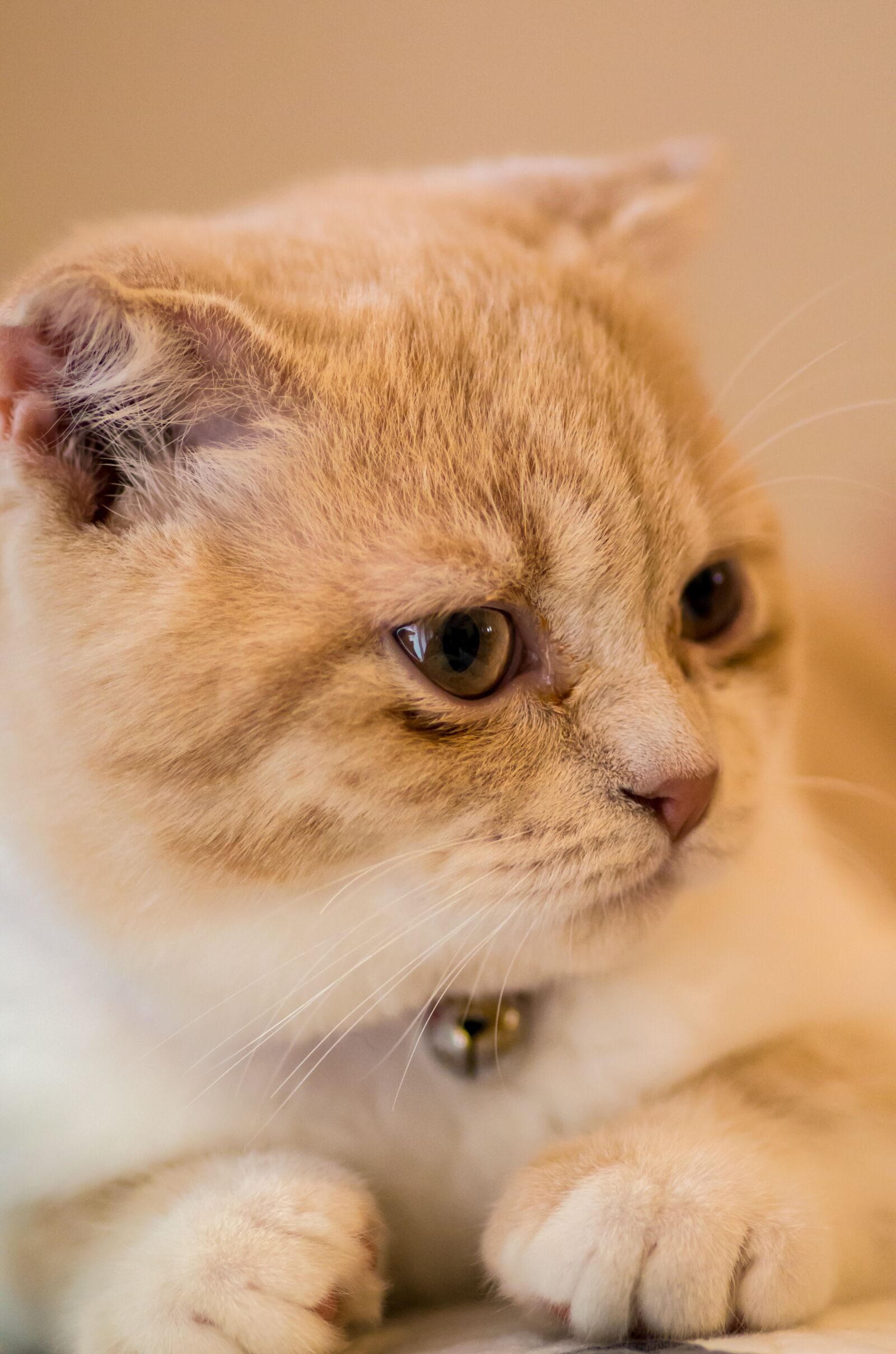 Pentax smc D-FA 100mm F2.8 Macro WR sample photo. Ppt backgrounds, cat, pets photography