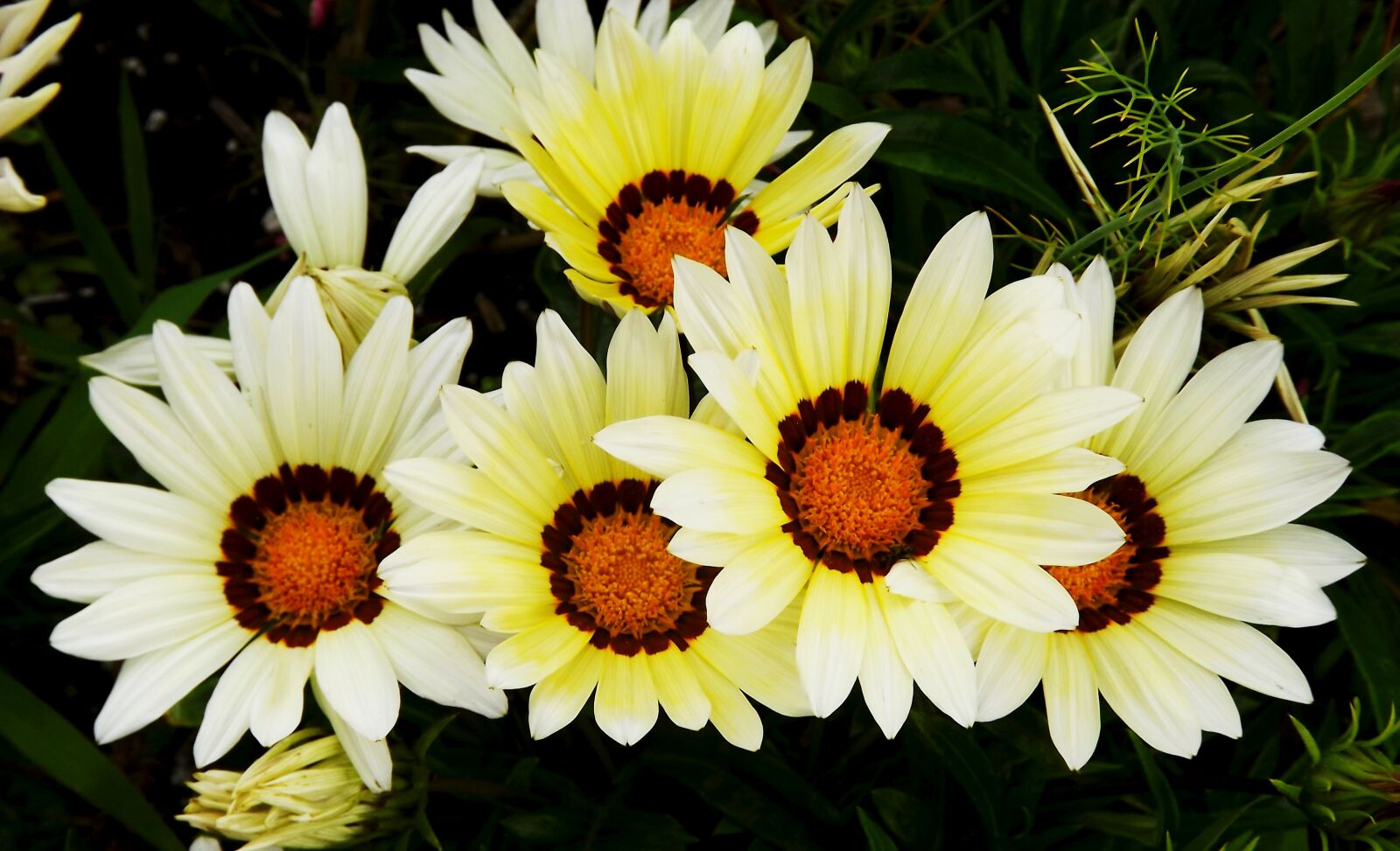 Fujifilm FinePix S3400 sample photo. Flowers, summer, yellow photography