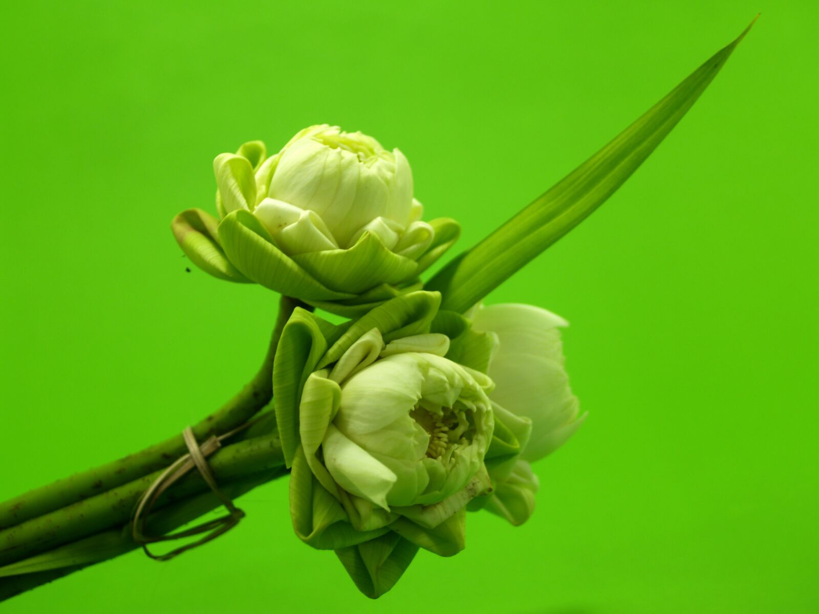 Olympus E-300 (EVOLT E-300) sample photo. White, flower, lotus photography