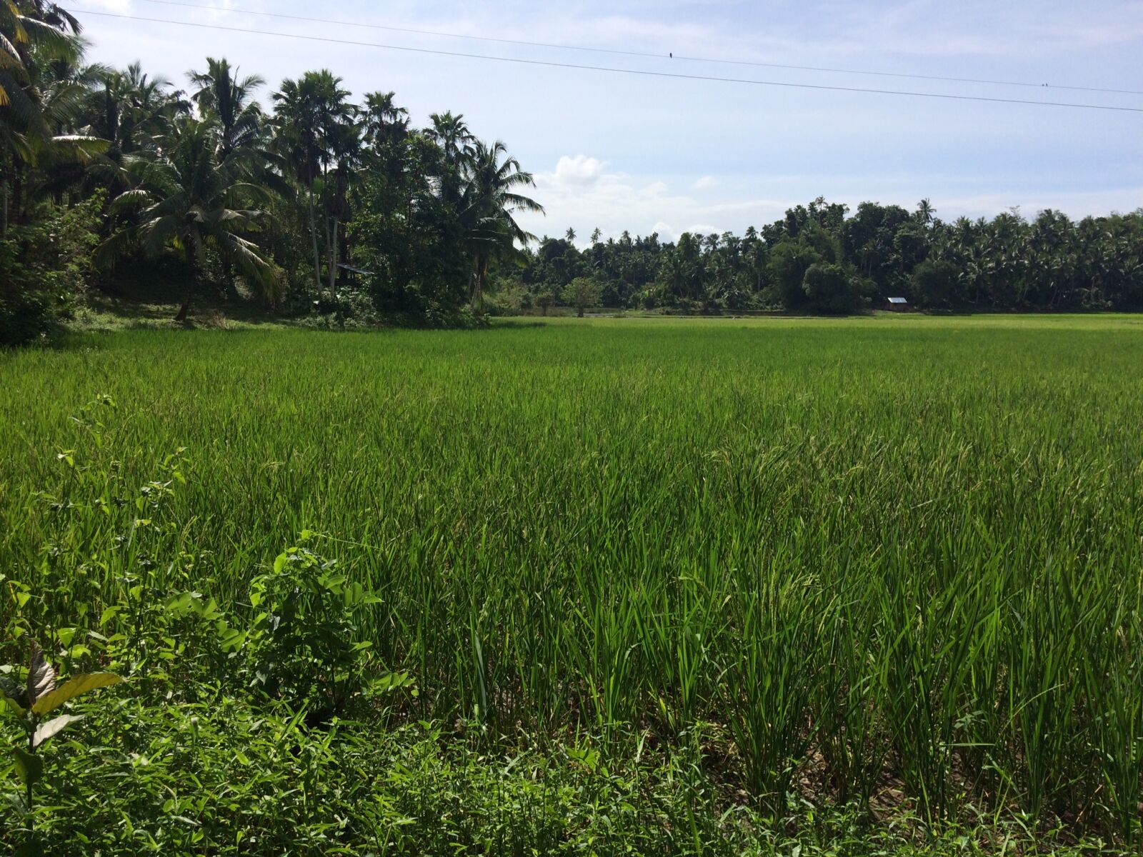 iPhone 5s back camera 4.15mm f/2.2 sample photo. Lopez, quezon, philippines, rice photography