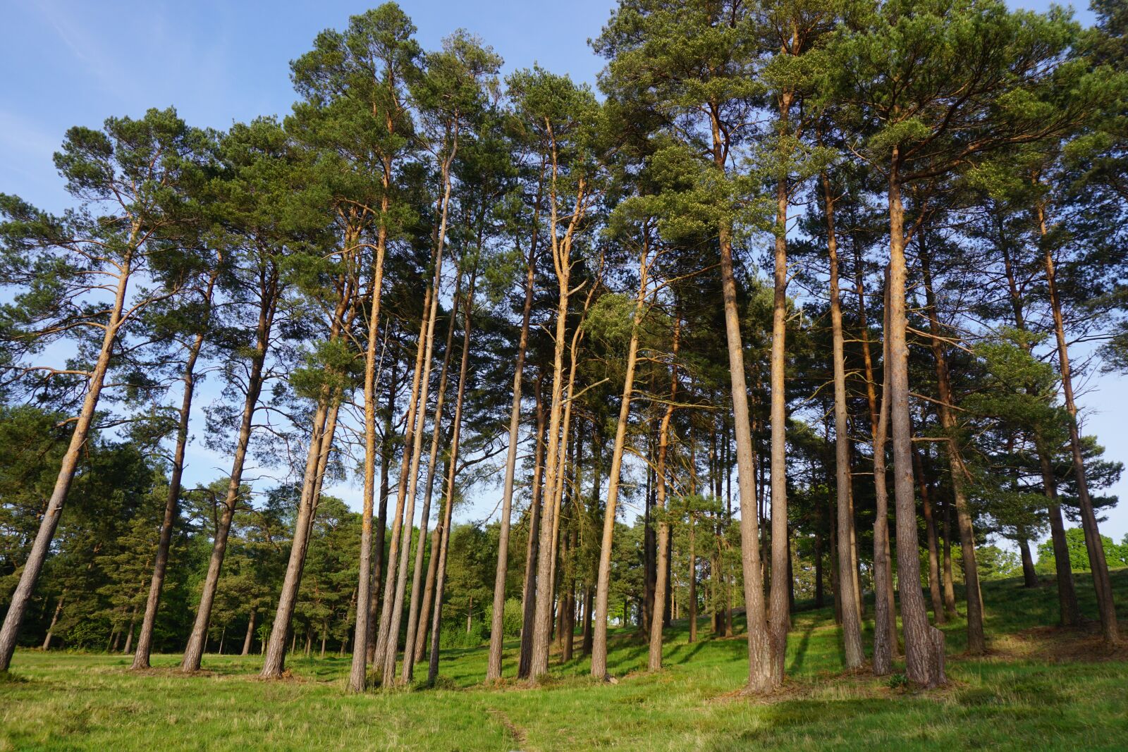 Sony a6000 sample photo. Pine trees, pine, may photography