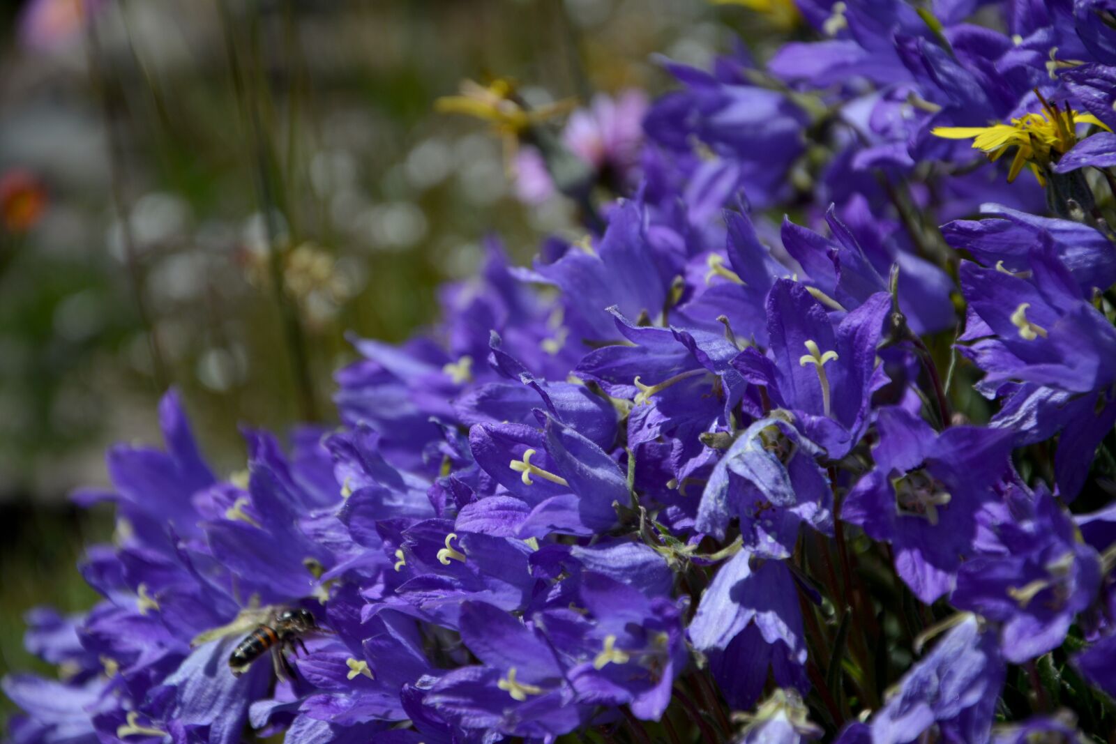 Nikon D7100 sample photo. Flower, nature, macro photography