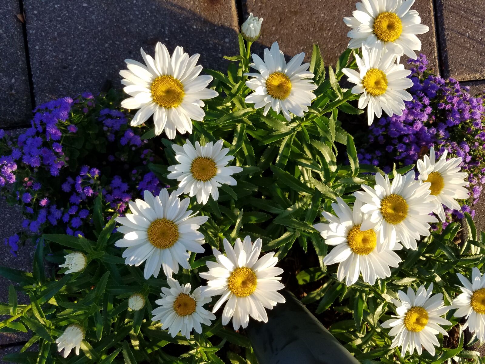 Samsung Galaxy S7 sample photo. Daisies, flowers, floral photography