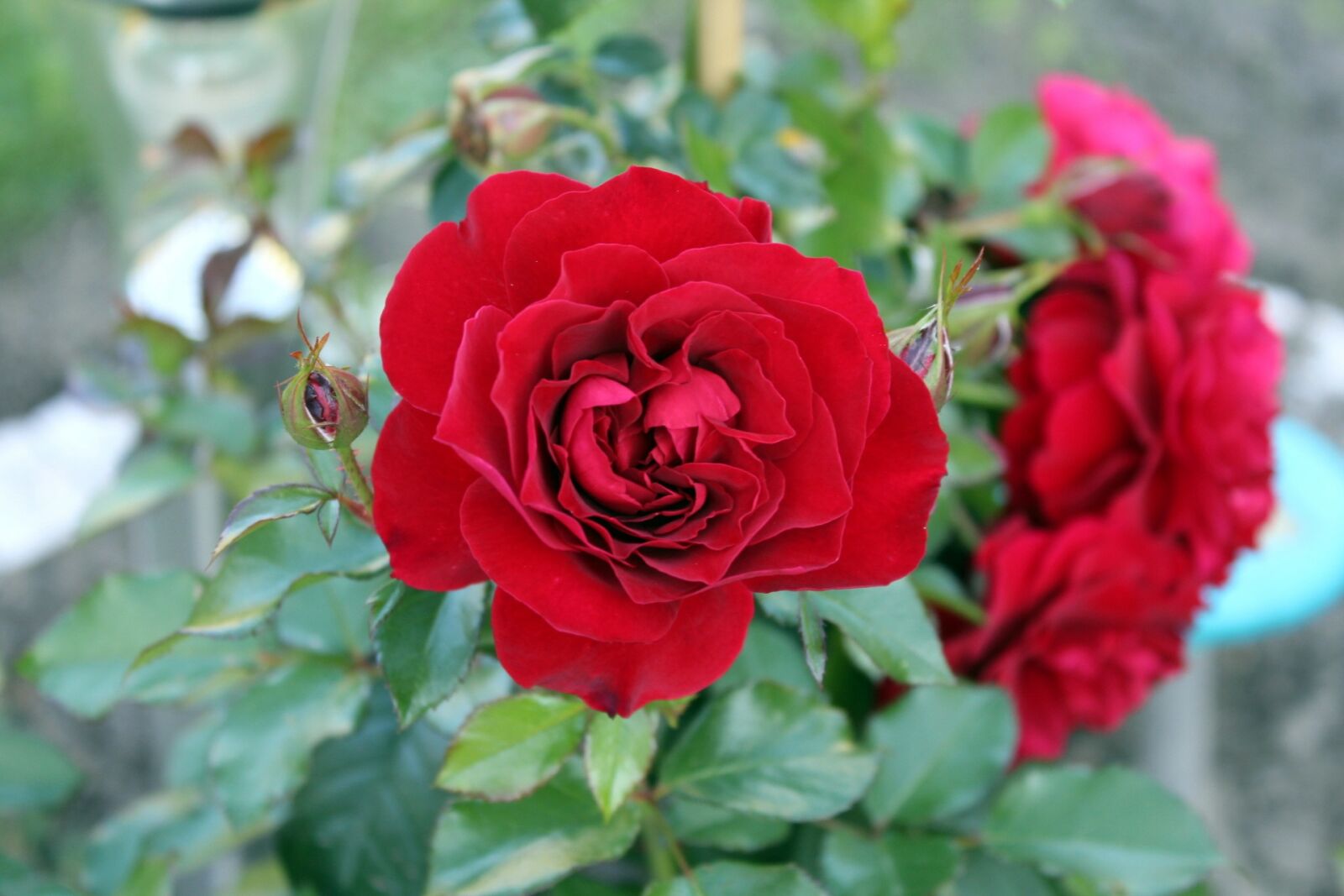 Canon EOS 1200D (EOS Rebel T5 / EOS Kiss X70 / EOS Hi) sample photo. Rose, flower, rose petals photography