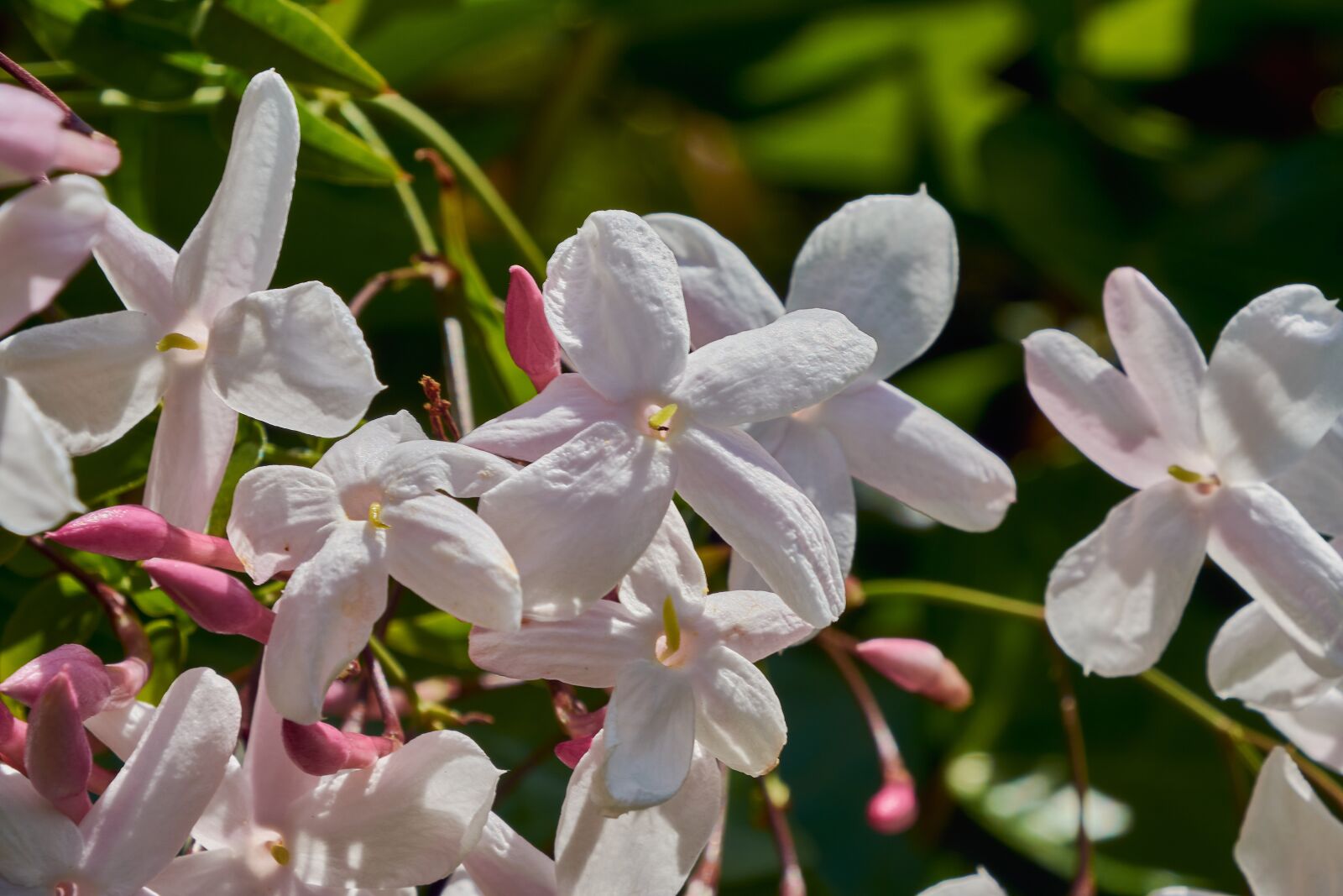 Nikon D7200 sample photo. Flowering, white, plant photography